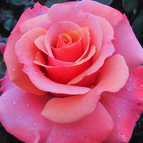 Rosa Truly Scrumptious™ - trandafir cu parfum discret - Trandafir copac cu trunchi înalt - cu flori teahibrid - roz - Edward Smith - coroană dreaptă - ,-